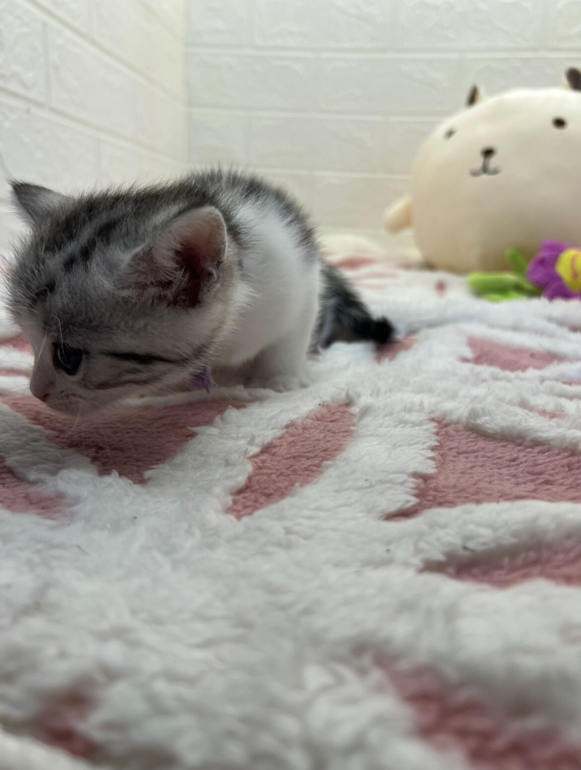 エキゾチックショートヘア　オモチ　きいろちゃん