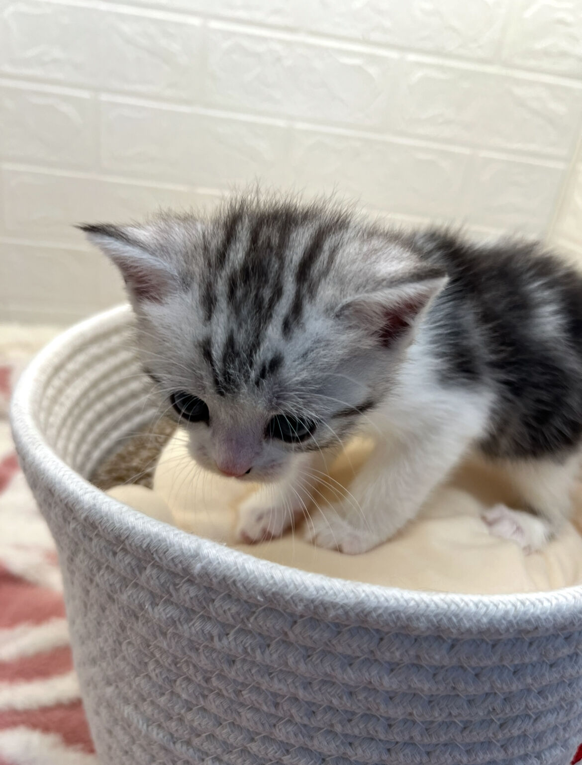 エキゾチックショートヘア　オモチ　きいろちゃん