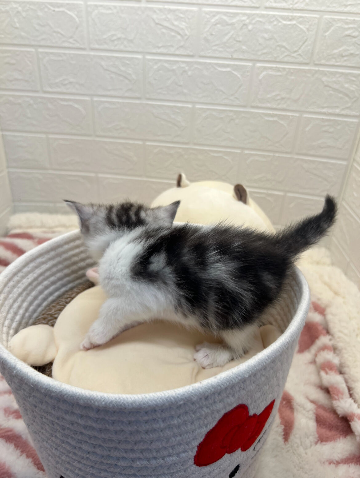 エキゾチックショートヘア　オモチ　きいろちゃん