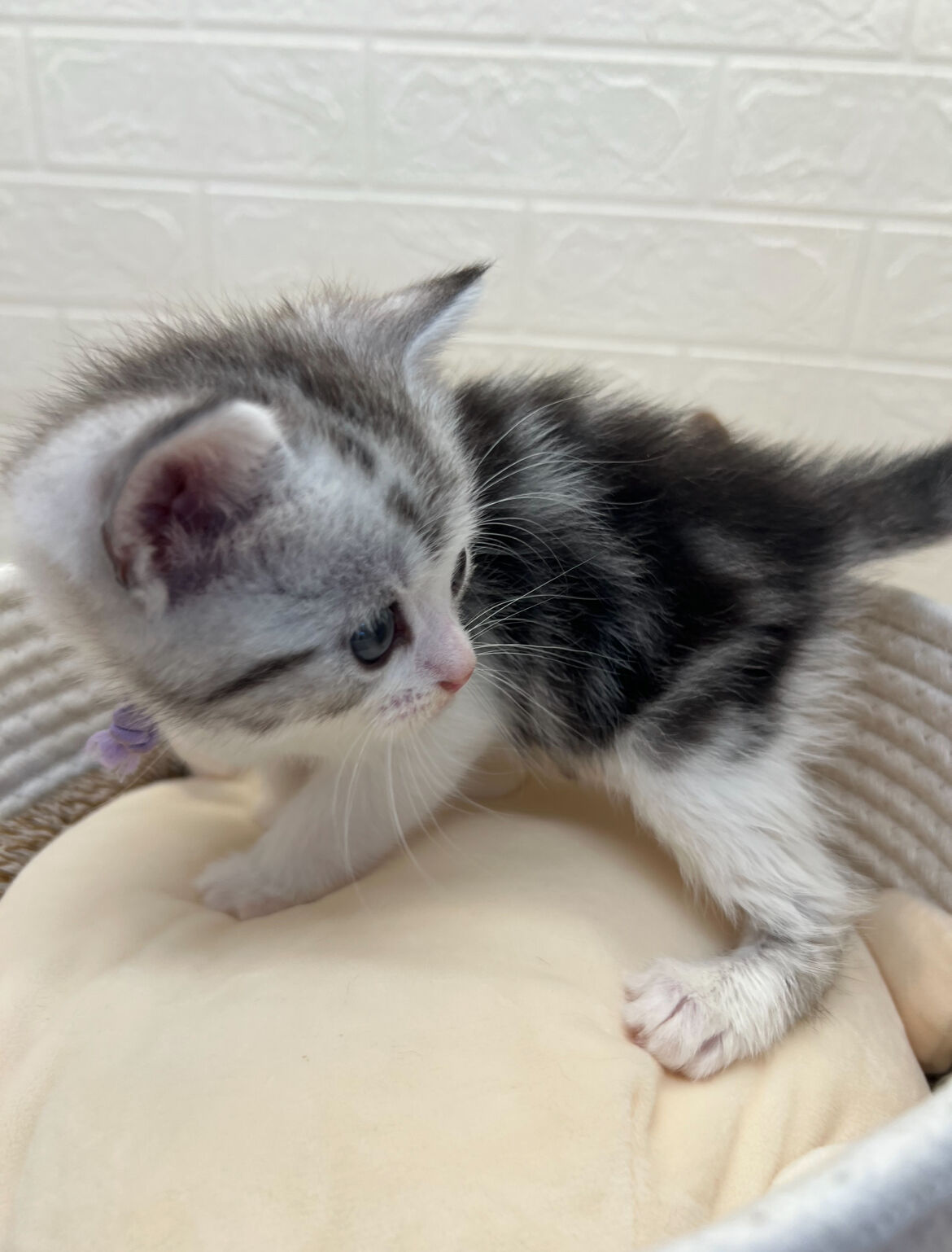 エキゾチックショートヘア　オモチ　きいろちゃん