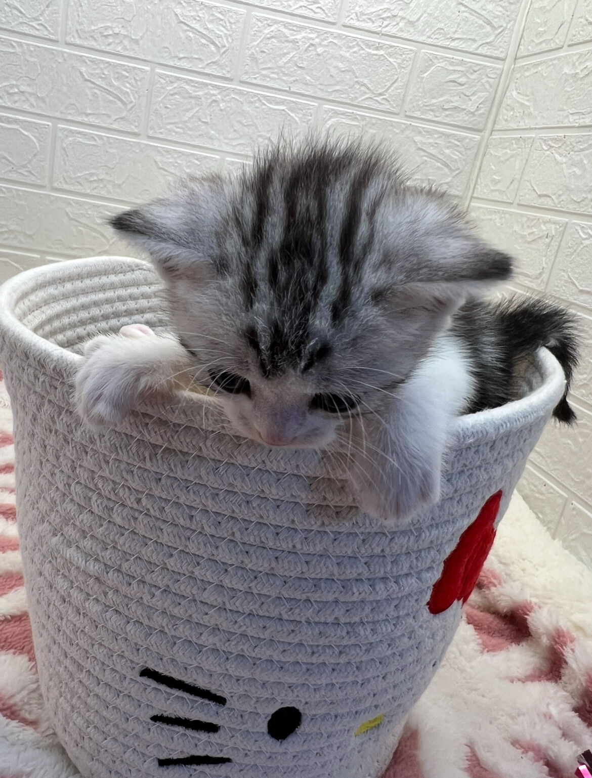 エキゾチックショートヘア　オモチ　きいろちゃん