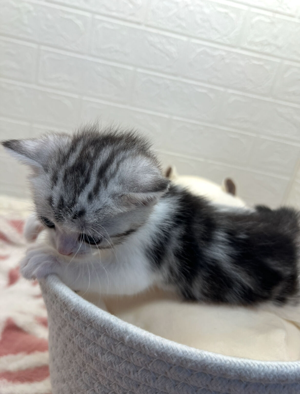 エキゾチックショートヘア　オモチ　きいろちゃん
