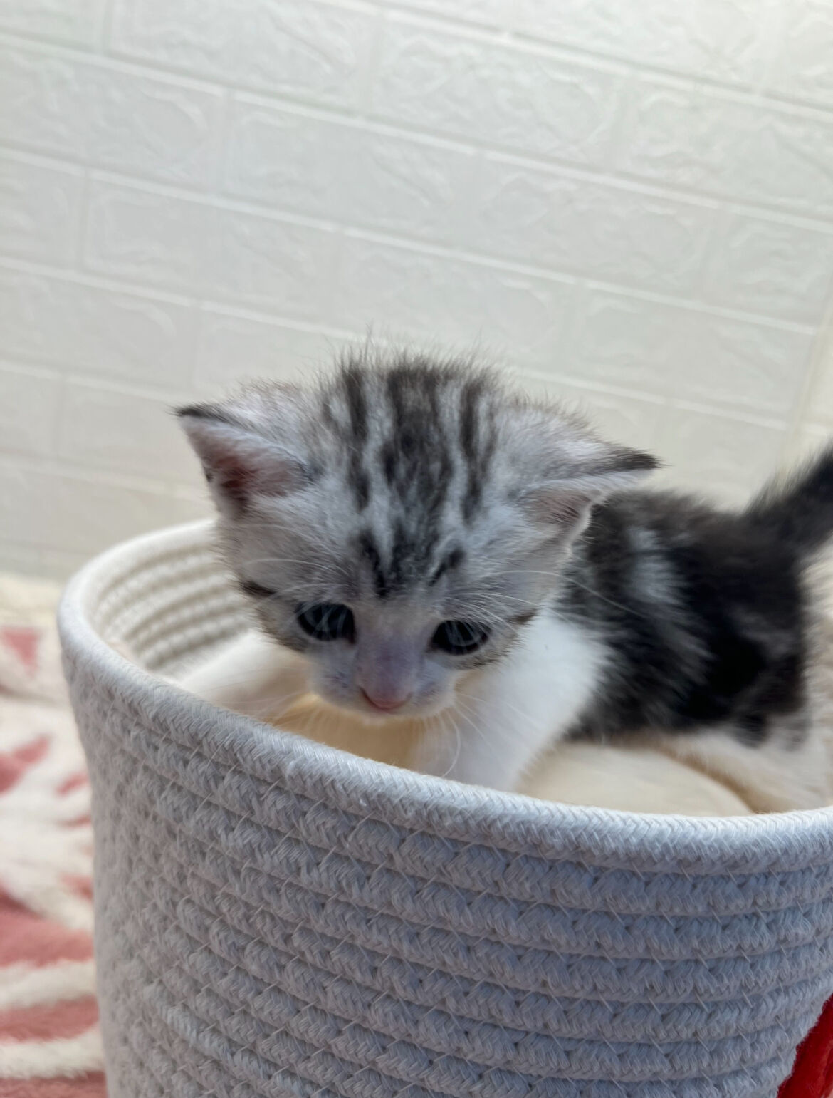 エキゾチックショートヘア　オモチ　きいろちゃん