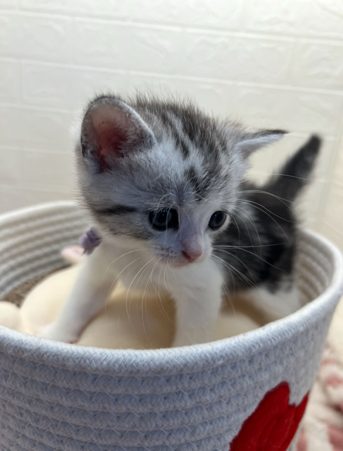 エキゾチックショートヘア　オモチ　きいろちゃん