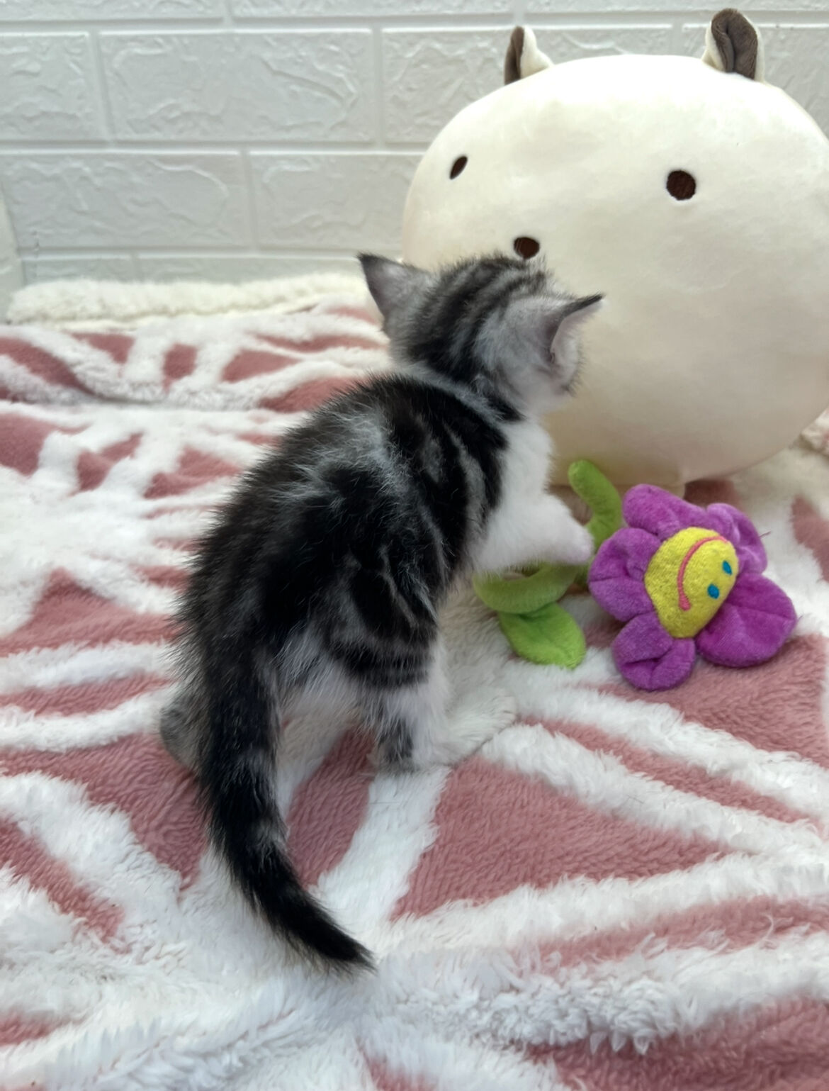 エキゾチックショートヘア　オモチ　きいろちゃん