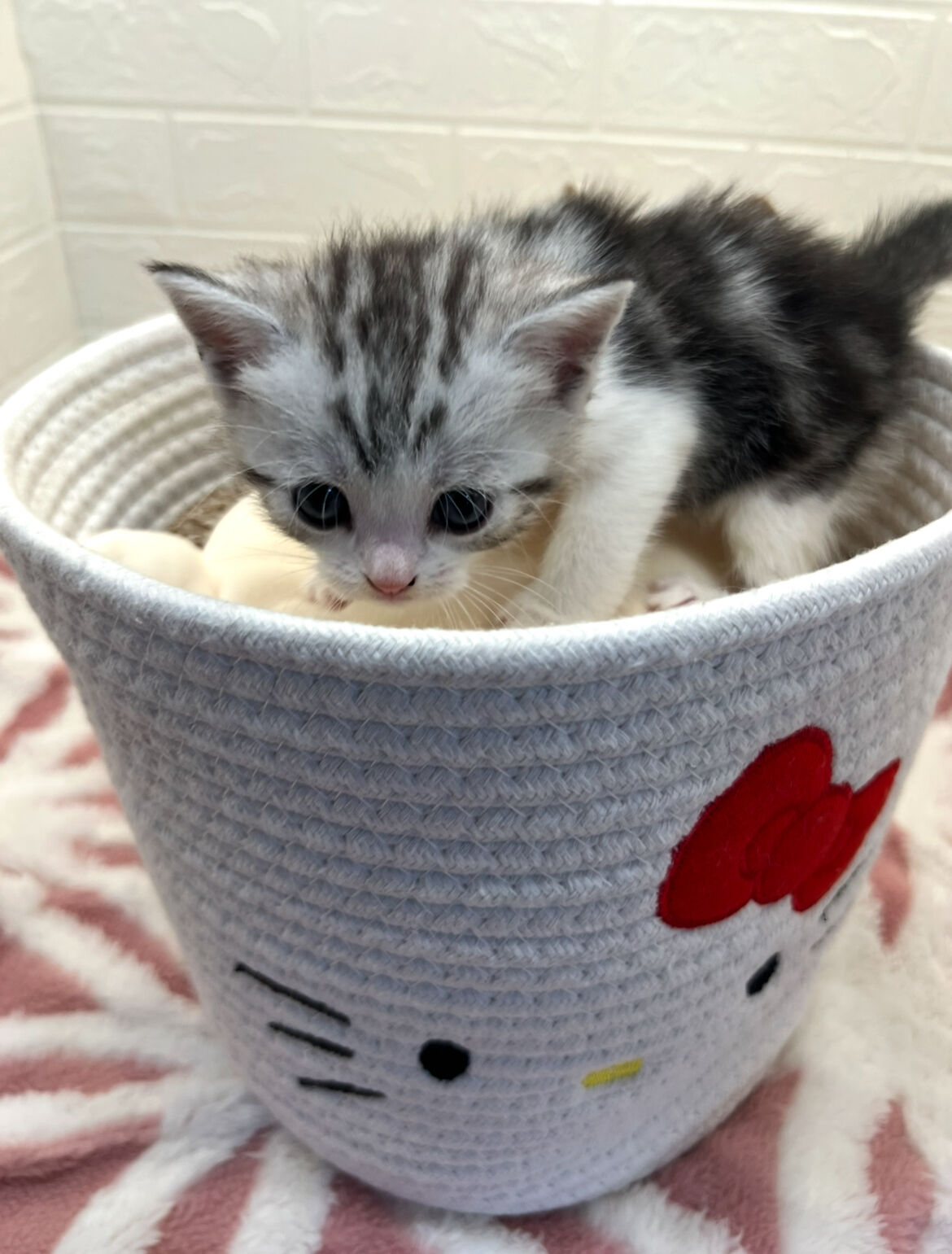 エキゾチックショートヘア　オモチ　きいろちゃん