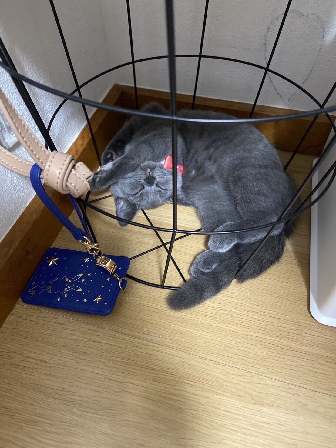 ブリティッシュショートヘア